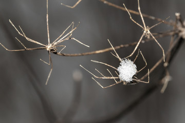 Plant in the winter with snow looks like how spider