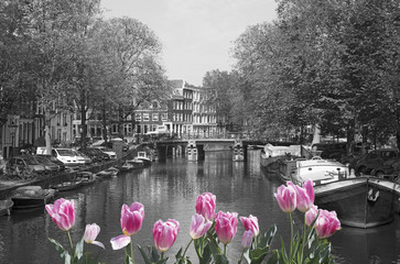 Obrazy na Szkle  Czarno-biały widok na kanał w Amsterdamie z różowymi tulipanami