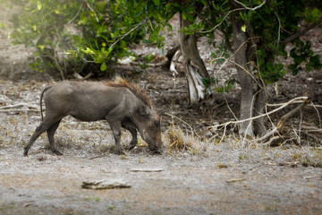 Guziec / dzika świnia, Park Narodowy Krugera w RPA