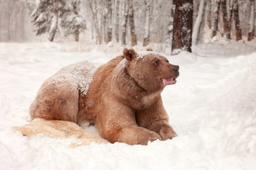 European Brown Bear in a winter forest - 193123432