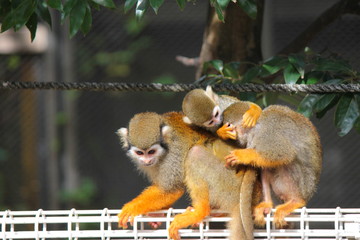 リスザルの親子