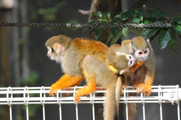 リスザルの親子