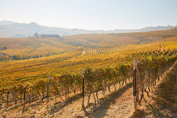 Fototapeta na wymiar Vineyards and hills in autumn with yellow leaves in a sunny day