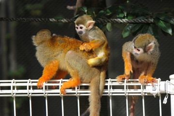 リスザルの親子