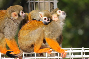 リスザルの親子