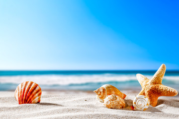 Fototapety  Letnia plaża i muszle z rozmytym błękitnym morzem i niebem