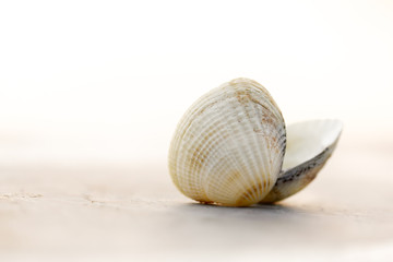 Sea shell, cowries, tropical and worm sea, isolated on white background. Body whole forms the whole shell.