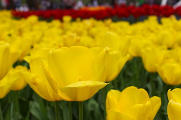 ひたち臨海公園のチューリップ