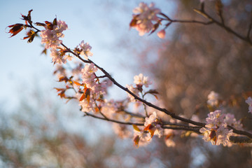 Beautiful cherry blossom sakura in spring time over blue sky