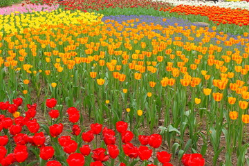 ひたち臨海公園のチューリップ