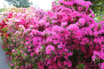 フラワーパークの花