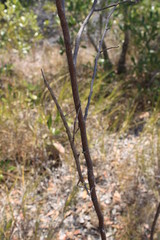 Gespenstschrecke im Isalo Nationalpark 
