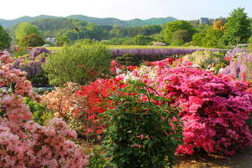 フラワーパークの花