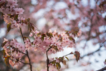 Beautiful cherry blossom sakura in spring time over blue sky