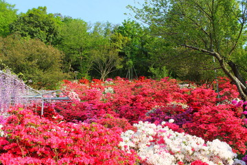 フラワーパークの花