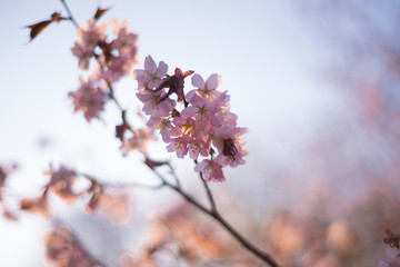 Beautiful cherry blossom sakura in spring time over blue sky