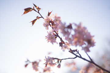 Beautiful cherry blossom sakura in spring time over blue sky