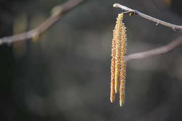 Mature male catkins of hazel (Corylus avellana) against a dark background with copy space, pollen...