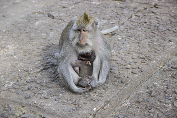 Affen Mutter mit Kind