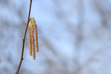 male catkins of hazel (Corylus avellana) against a blue sky background with copy space, pollen is high allergenic, selected focus