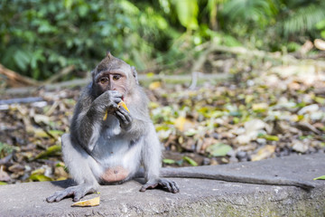 Affe am Banane essen