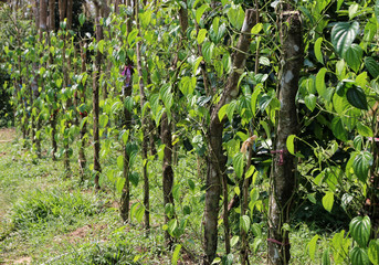 Fototapeta na wymiar Green betel leaf farm