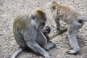 Affen Mutter mit Kind