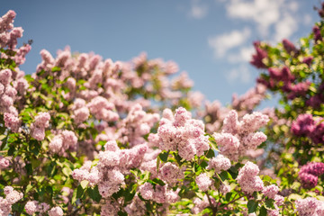 Beautiful lilac garden on a sunny summer day