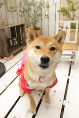 浴衣犬
