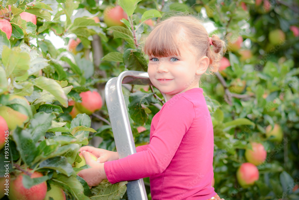 Poster jolie fillette cueillant des pommes