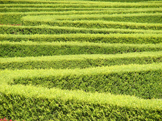 Labyrinth in a park at a sunny day in summer. A maze of bushes with green fresh foliage in a park