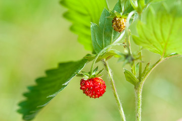 Strawberry and leaf on green  background
