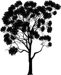 Naklejka premium duży eukaliptus na białym tle