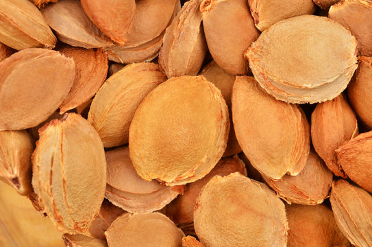 Dried apricot kernel