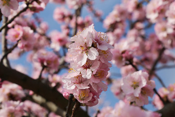 Fototapeta premium Almond blossoms, close up