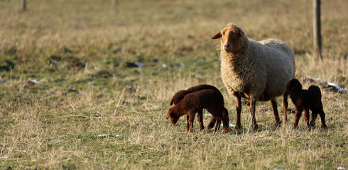 Schaf Lamm auf der Weide