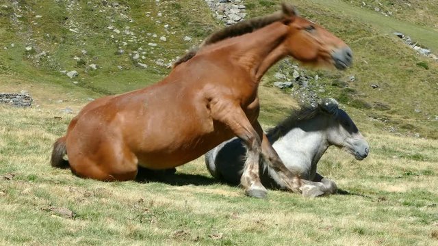 Mare and foal in freedom resting in a meadow.
The mother is stretched out on the ground beside to her son and gets up.