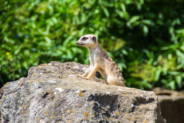 Suricata looking forward in Prague Zoo, Czech Republic