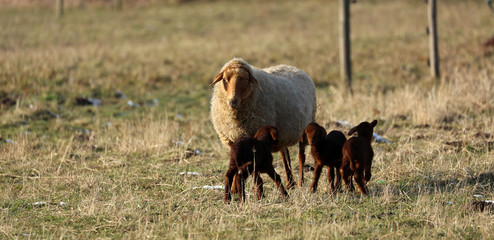 Schaf Lamm auf der Weide