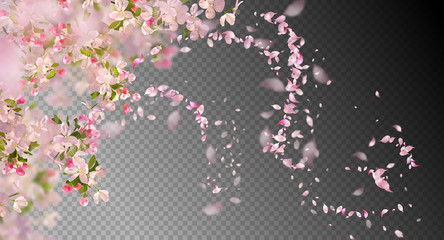 Obraz premium Spring Cherry Blossom