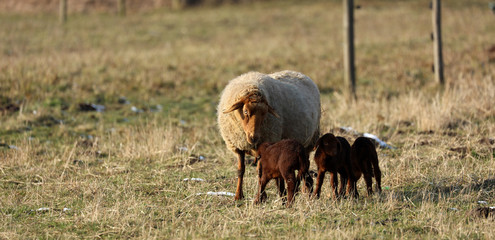 Schaf Lamm auf der Weide
