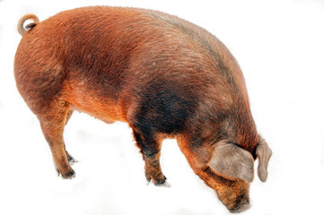 Big producer of red wild boar. Meat breed of pigs Duroc. Pigs grazing outdoors in a dirty farm field. Isolated on white background. Red Hogging pigs. Red boar. Concept growing organic food.