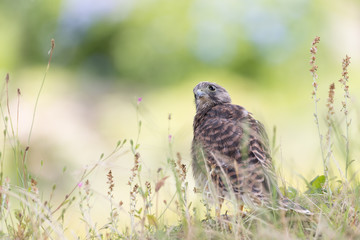 チョウゲンボウの若鳥