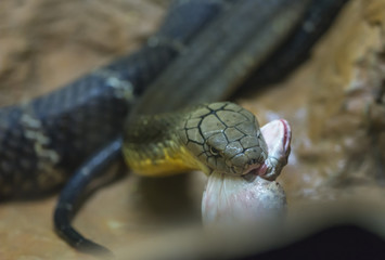 King Crobra eating prey or big frog. Selected focus on snake's head. Close up face of King Crobra.