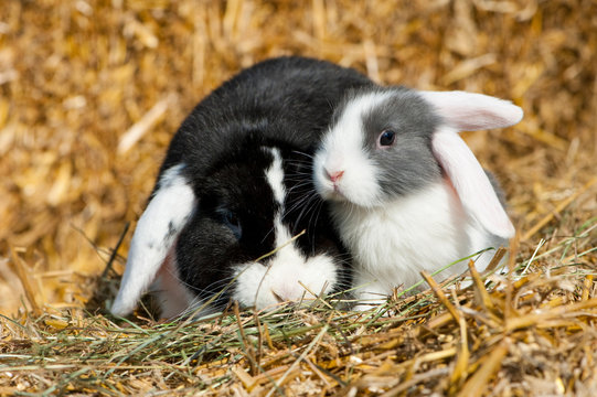 Wei&szlig;ohr Zwergwidder Kaninchen mit Nachwuchs