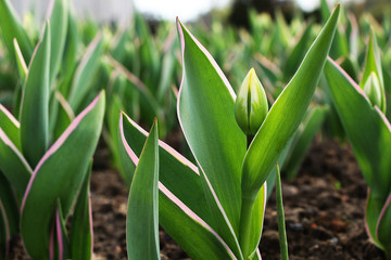 A green sprout of a tulip blooming in the garden.