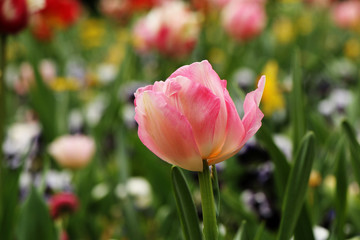 Pink tulip blooming in the garden.