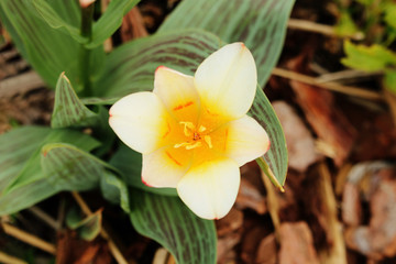 Yellow tulip blooming in the garden. View from above