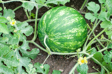 Watermelon plant with blossoms