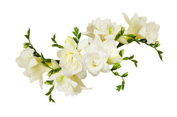White freesia flowers in a beautiful arrangment - obrazy, fototapety, plakaty